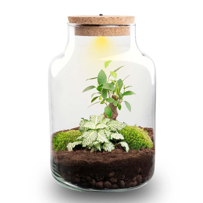 DIY Terrarium Bonsai met LED