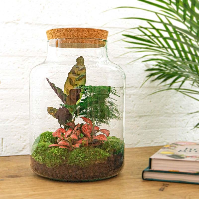 DIY Terrarium Milky Calathea