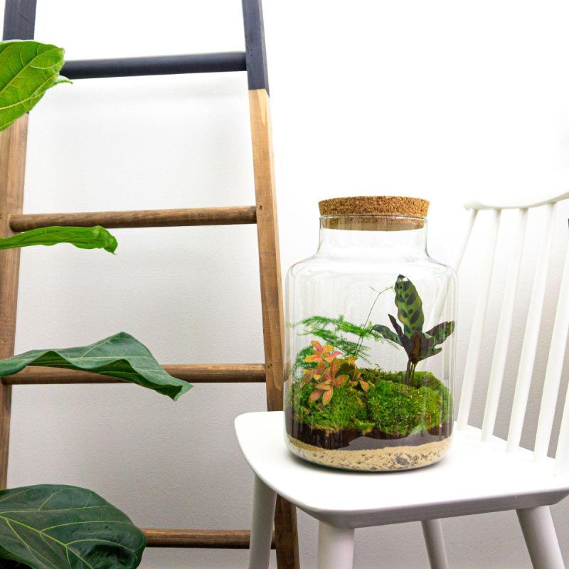 DIY Terrarium Milky Calathea