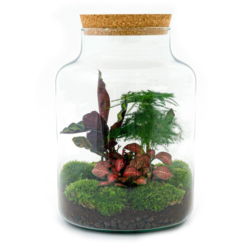 DIY Terrarium Milky Calathea