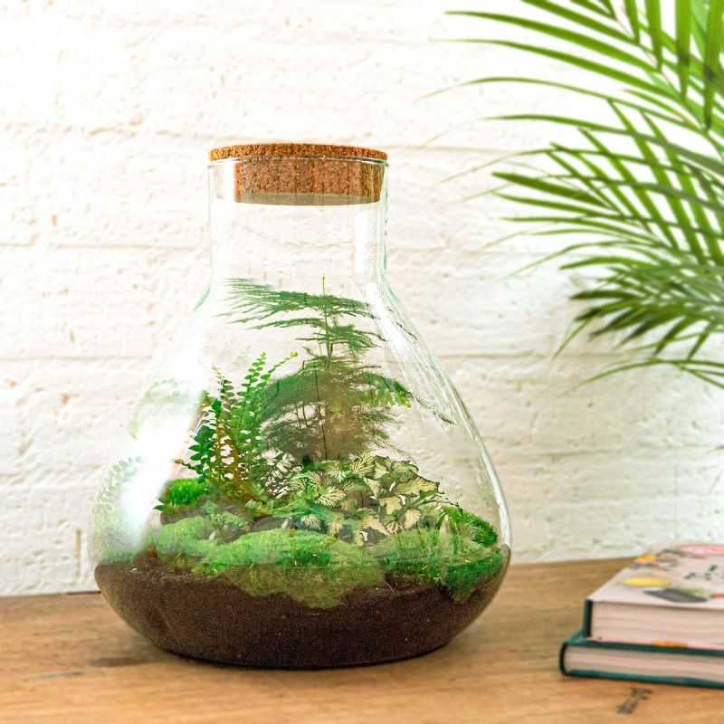DIY Terrarium Sam Asparagus