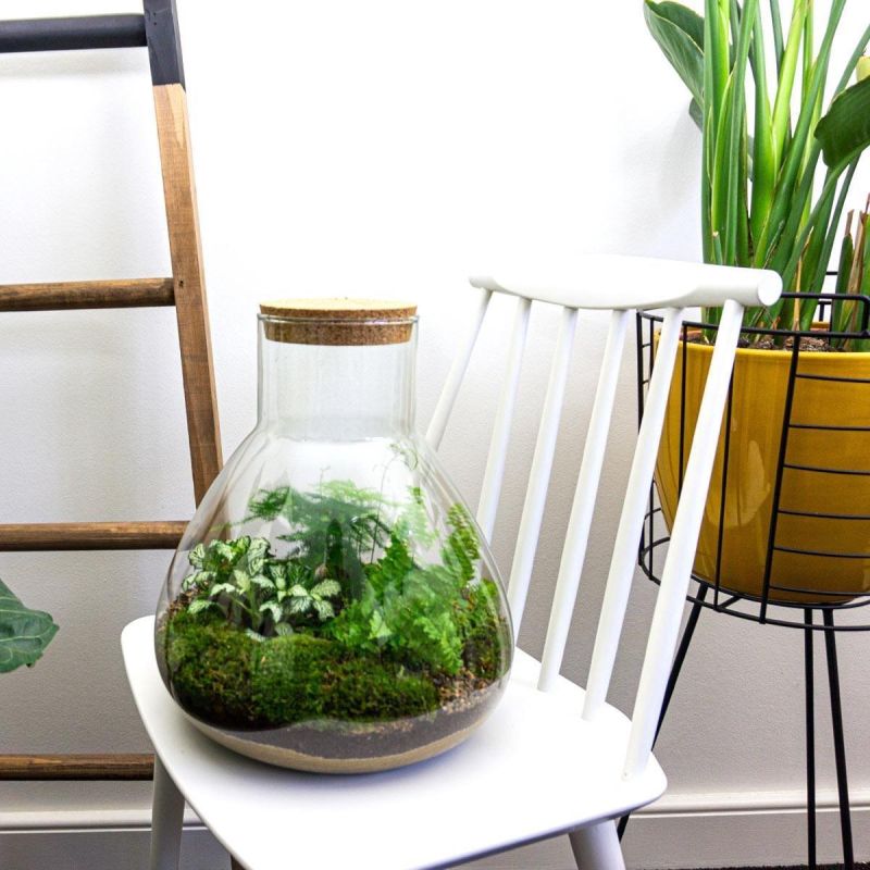 DIY Terrarium Sam Asparagus