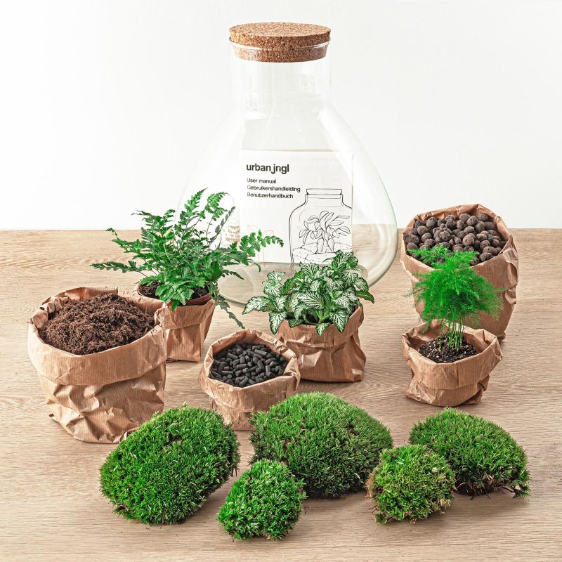 DIY Terrarium Sam Asparagus
