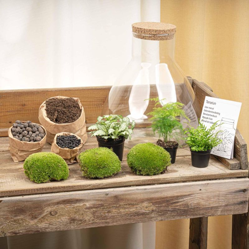 DIY Terrarium Sam Asparagus met LED