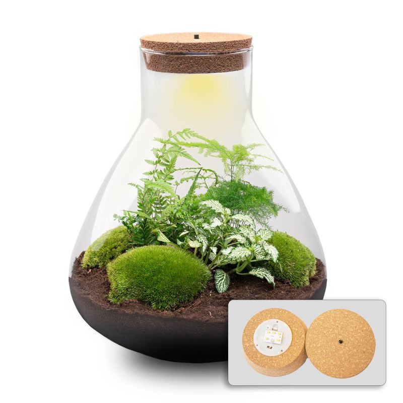 DIY Terrarium Sam Asparagus met LED