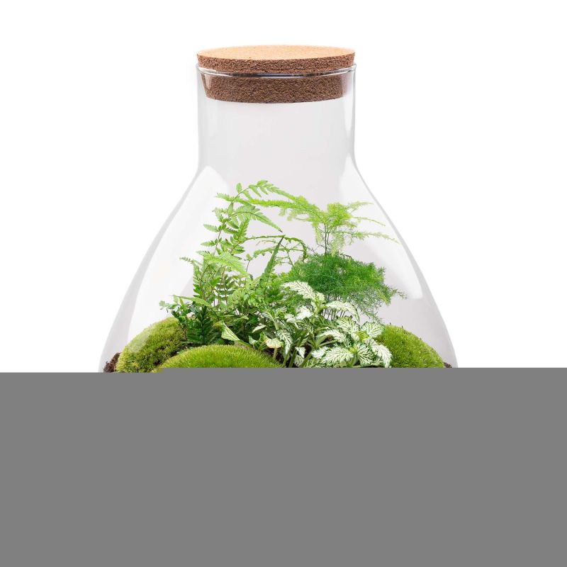 DIY Terrarium Sam Asparagus