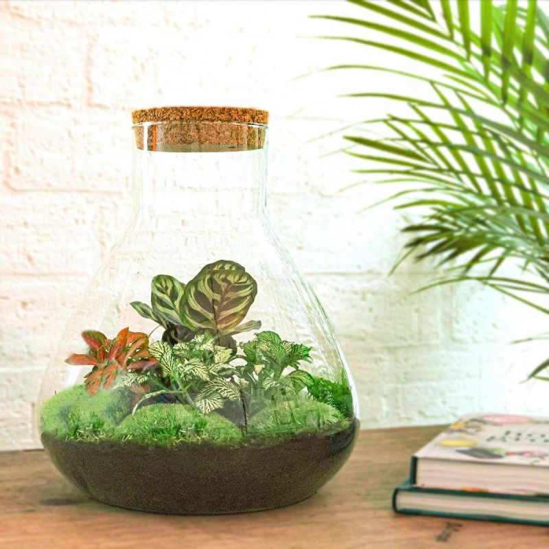 DIY Terrarium Sam Calathea