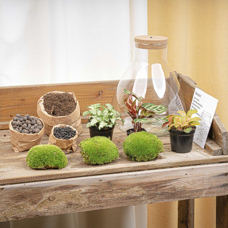 DIY Terrarium Sam Calathea met LED
