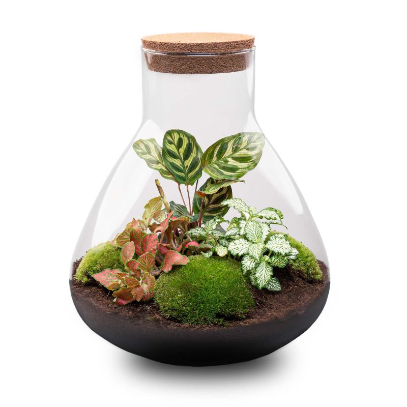 DIY Terrarium Sam Calathea