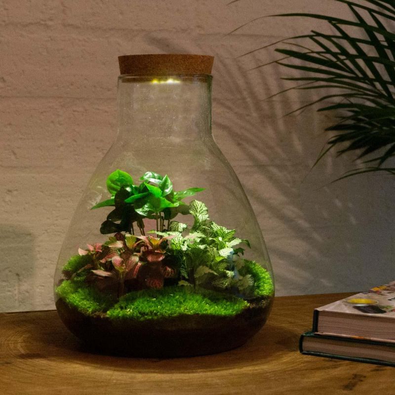 DIY Terrarium Sam Coffea met LED