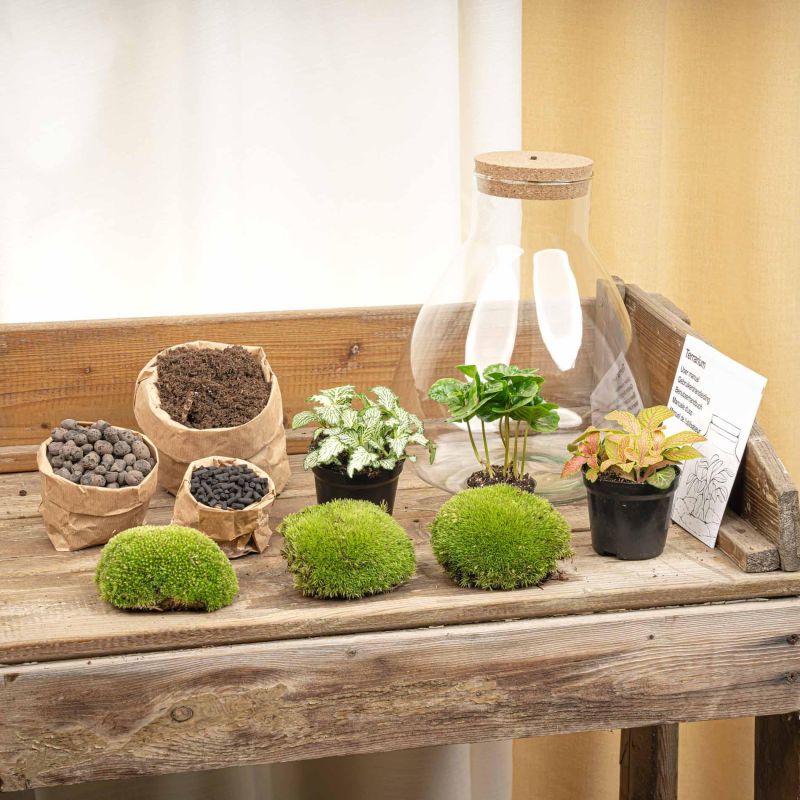 DIY Terrarium Sam Coffea met LED