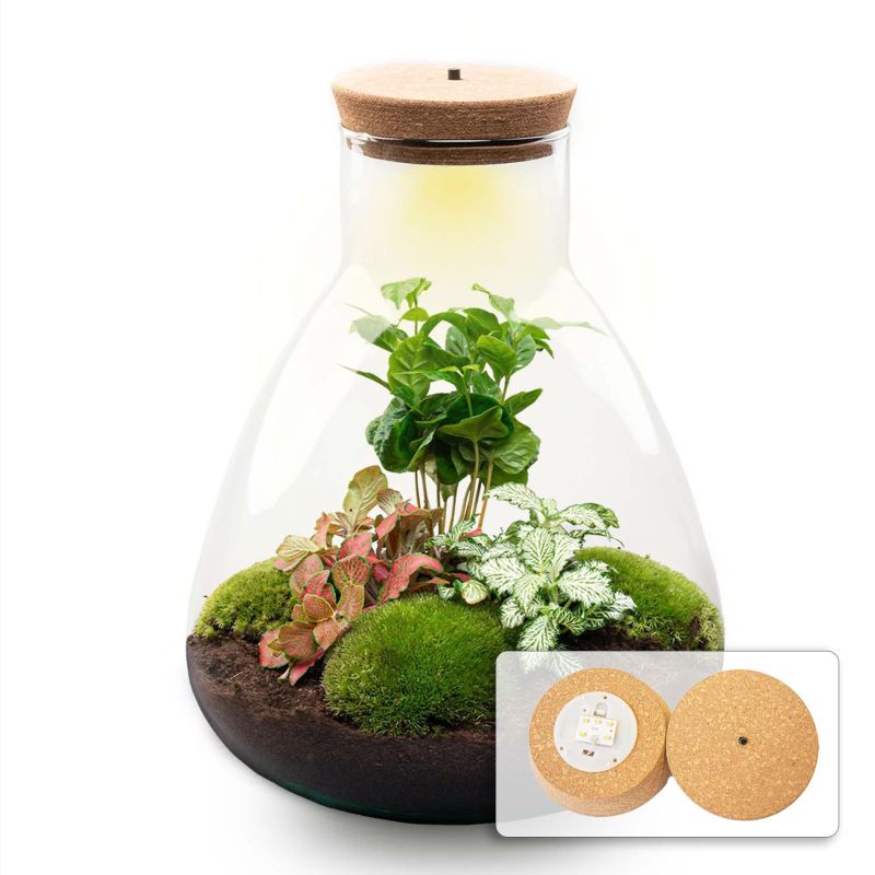 DIY Terrarium Sam Coffea met LED