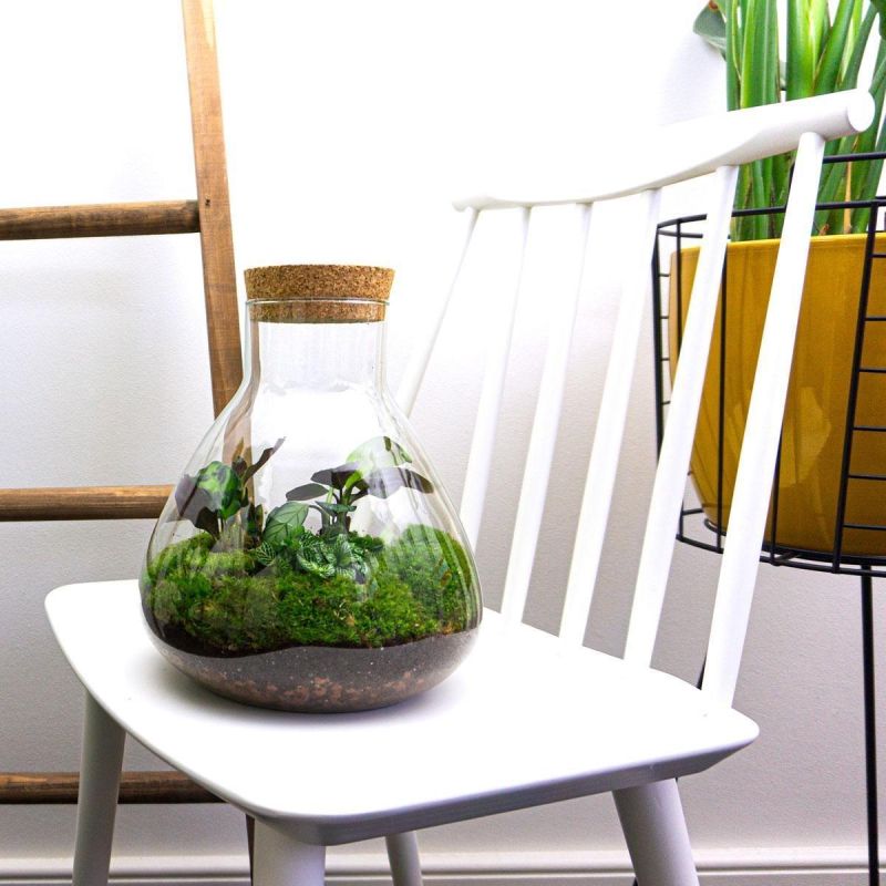 DIY Terrarium Sammy Calathea
