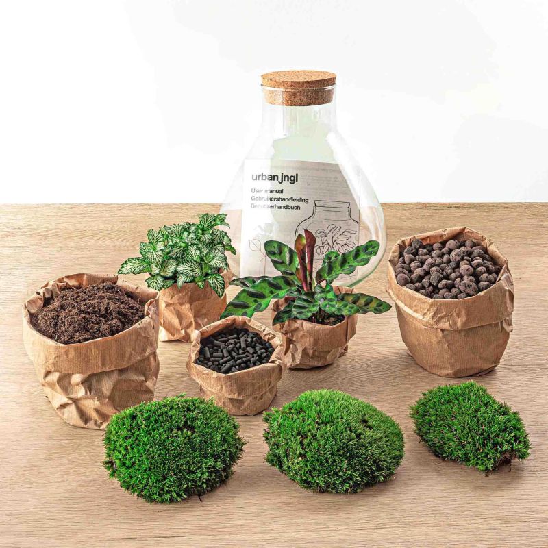 DIY Terrarium Sammy Calathea