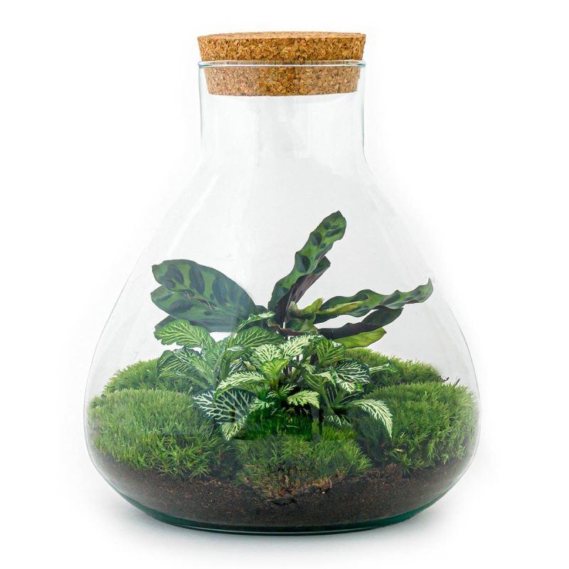 DIY Terrarium Sammy Calathea