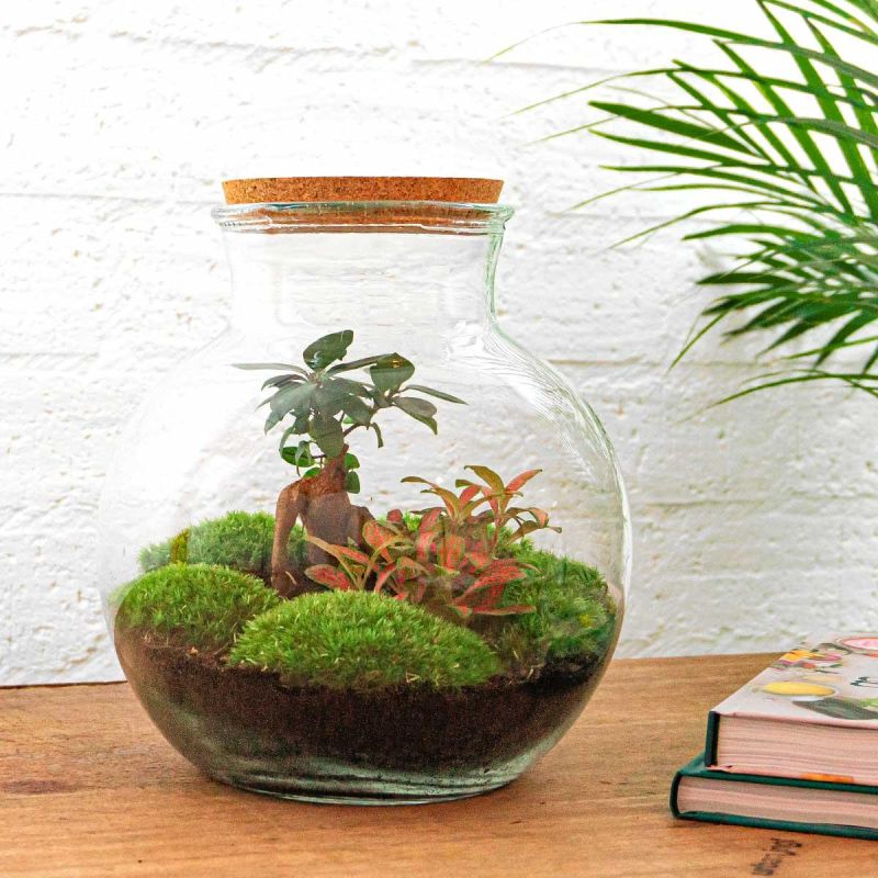 DIY Terrarium Teddy Bonsai