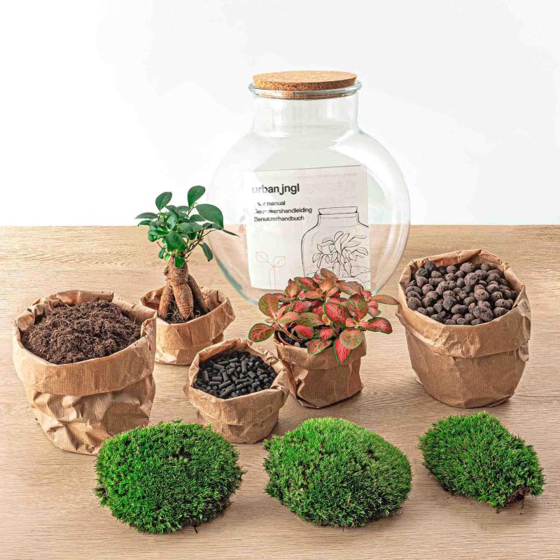 DIY Terrarium Teddy Bonsai