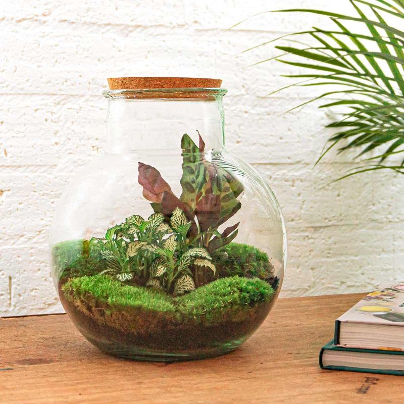 DIY Terrarium Teddy Calathea