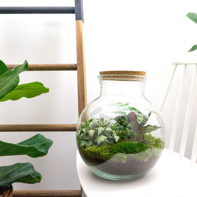DIY Terrarium Teddy Calathea