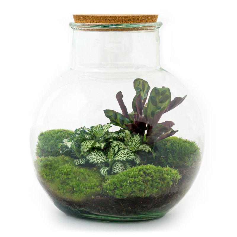 DIY Terrarium Teddy Calathea
