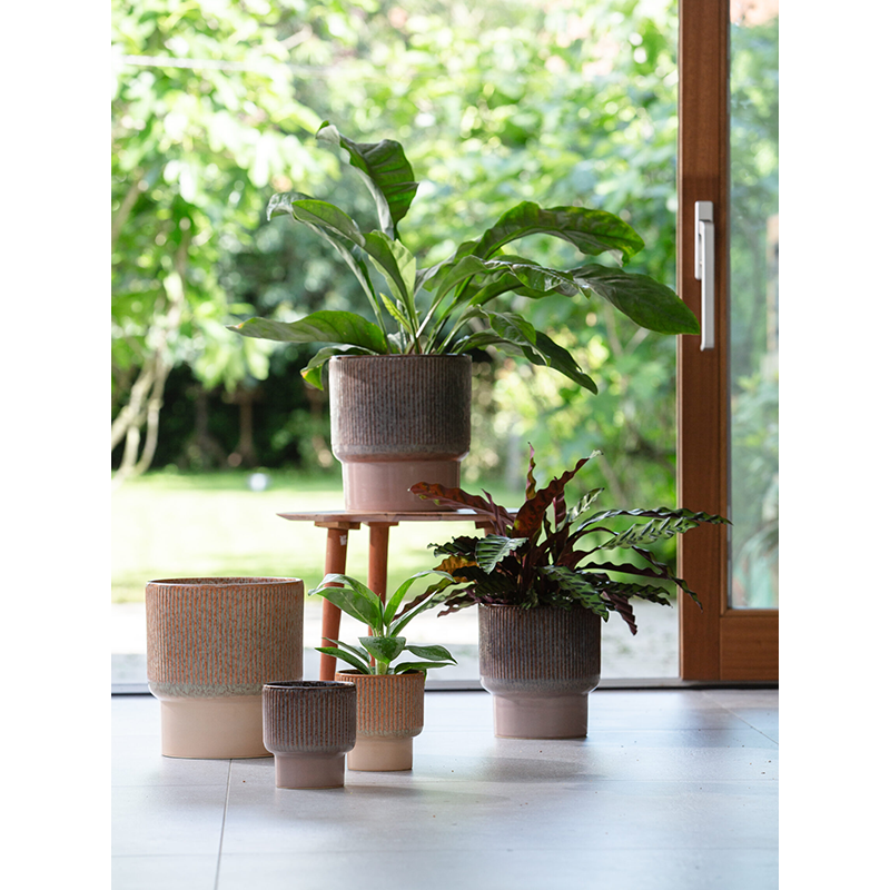 Dodo Reactive Jade Brown