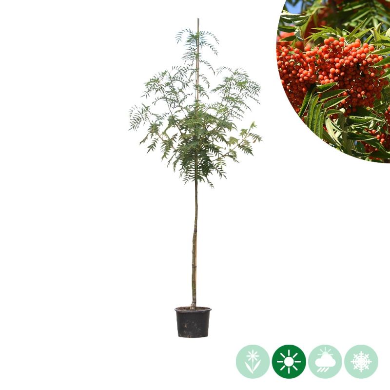 Sorbus Dodong
