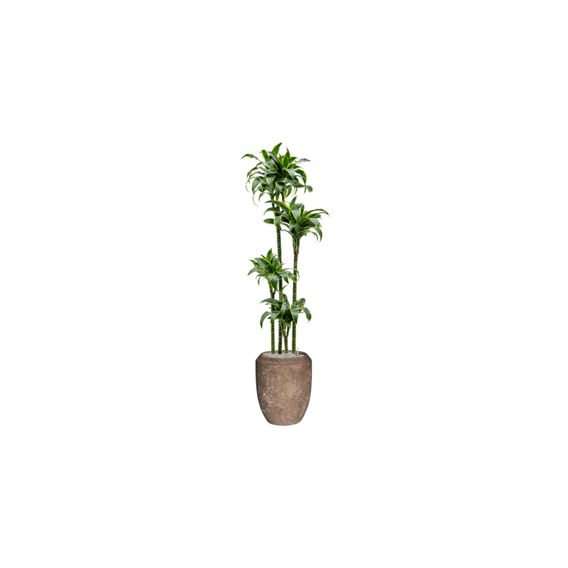 Dracaena Dorado 4-stam