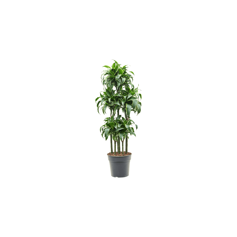 Dracaena Dorado Carrousel