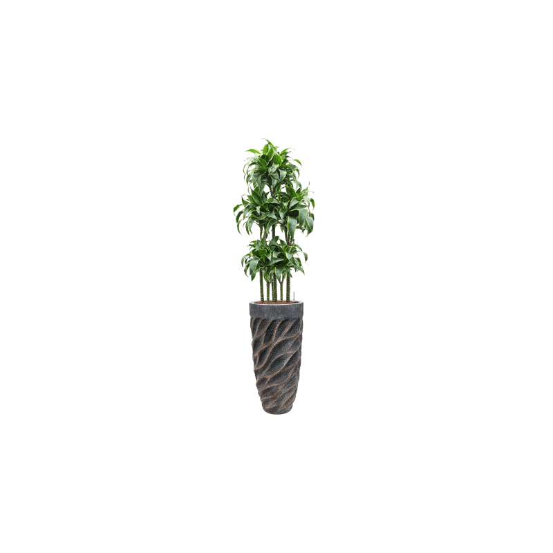 Dracaena Dorado Carrousel