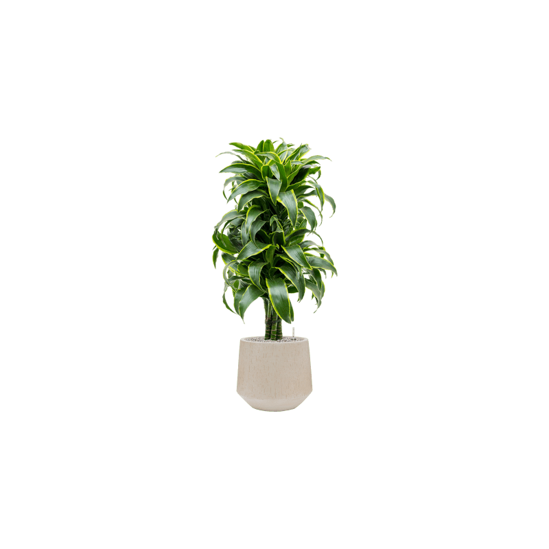 Dracaena Dorado vertakt 