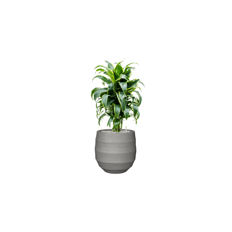 Dracaena Dorado vertakt 