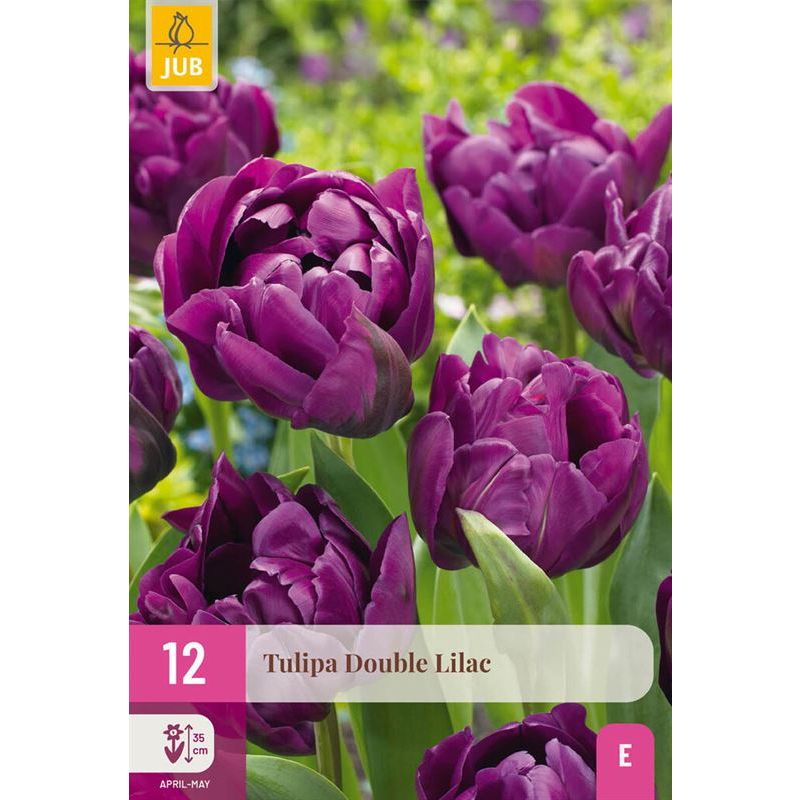 Tulipa Double Lilac - 12 stuks