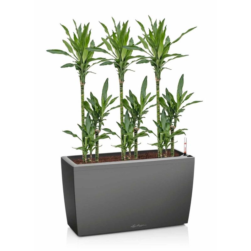 Dracaena Janet Lind in watergevende Cararo antraciet