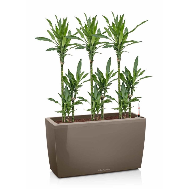Dracaena Janet Lind in watergevende Cararo taupe