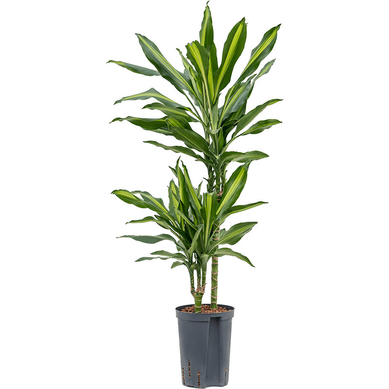 Dracaena Cintho 2-stam