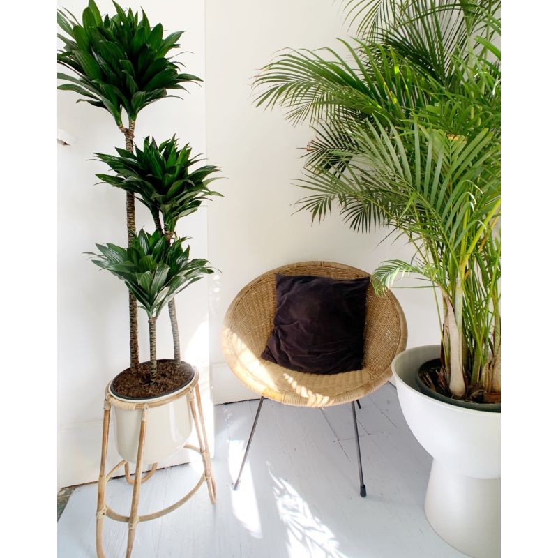 Dracaena Compacta 3-stam