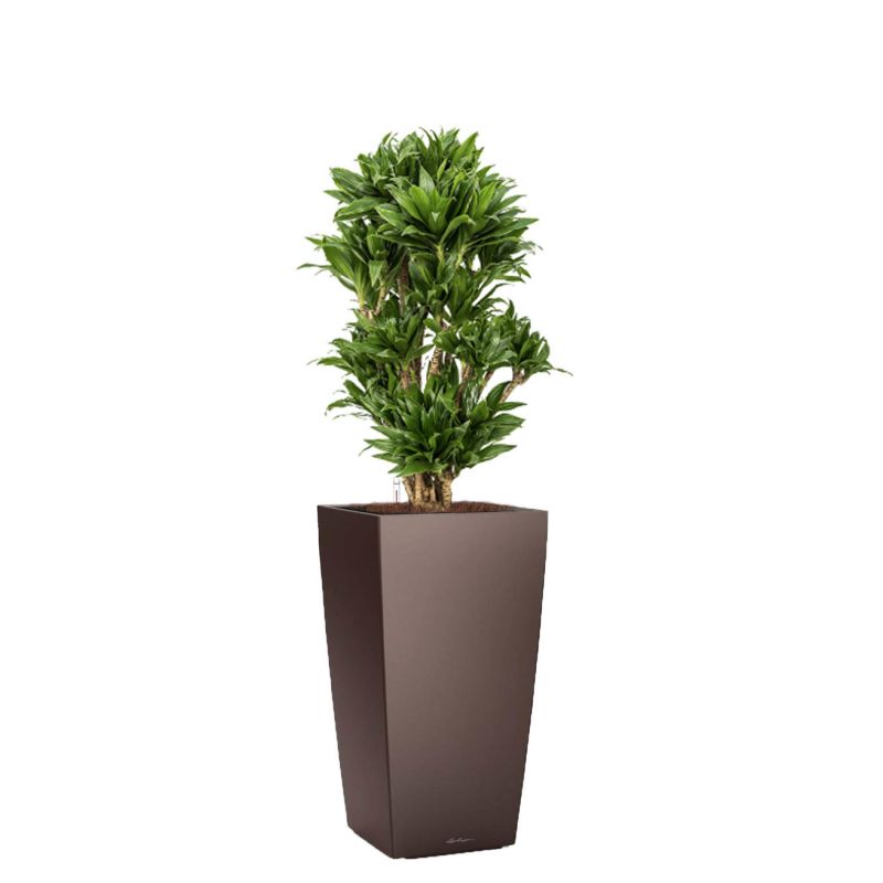 Dracaena Compacta in watergevende Cubico bruin