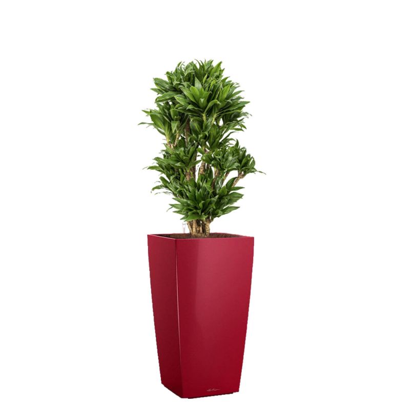 Dracaena Compacta in watergevende Cubico rood