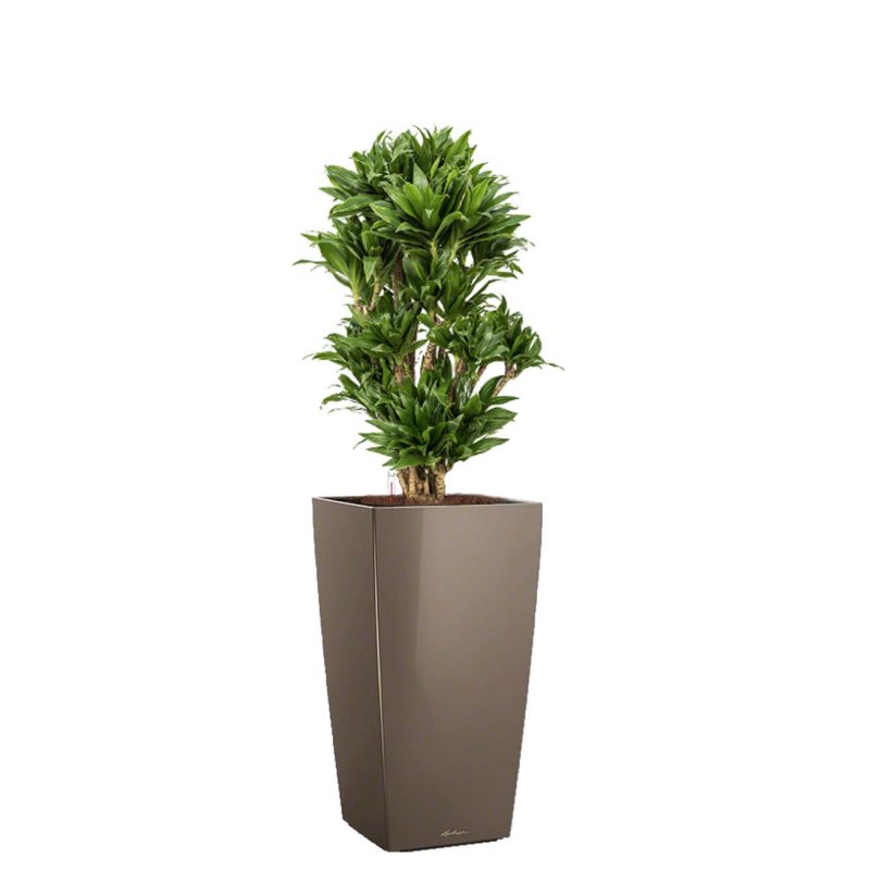 Dracaena Compacta in watergevende Cubico taupe
