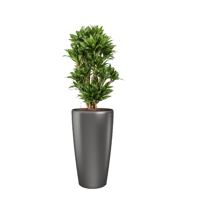 Dracaena Compacta in watergevende Rondo antraciet