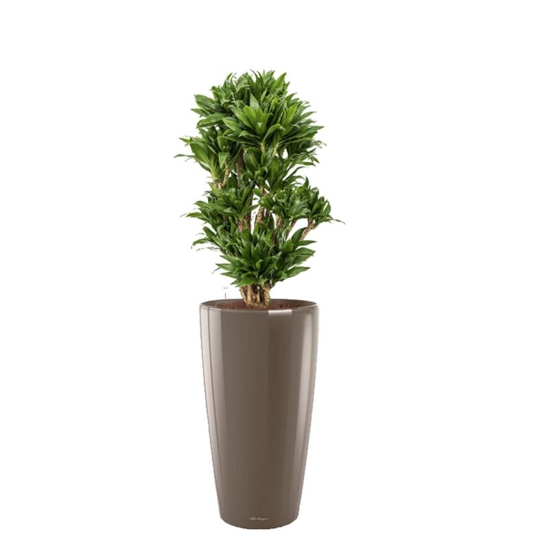 Dracaena Compacta in watergevende Rondo Taupe