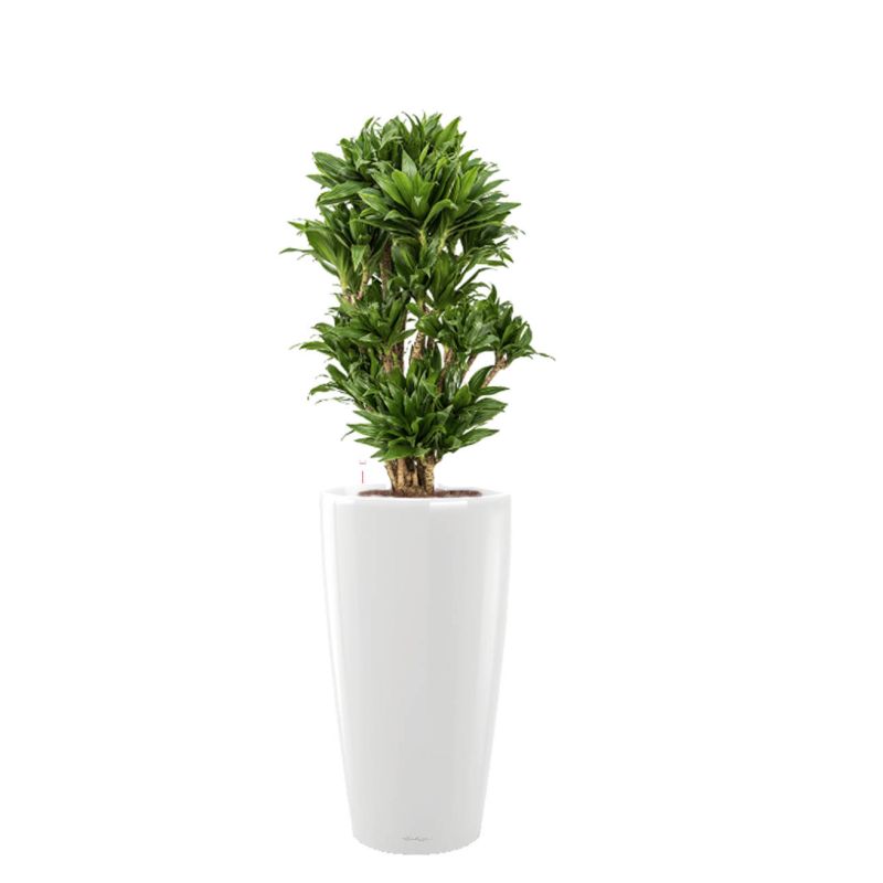 Dracaena Compacta in watergevende Rondo wit