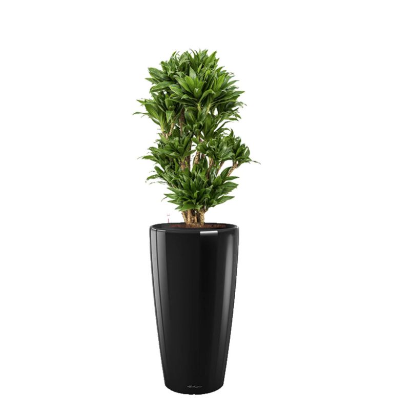 Dracaena Compacta in watergevende Rondo zwart