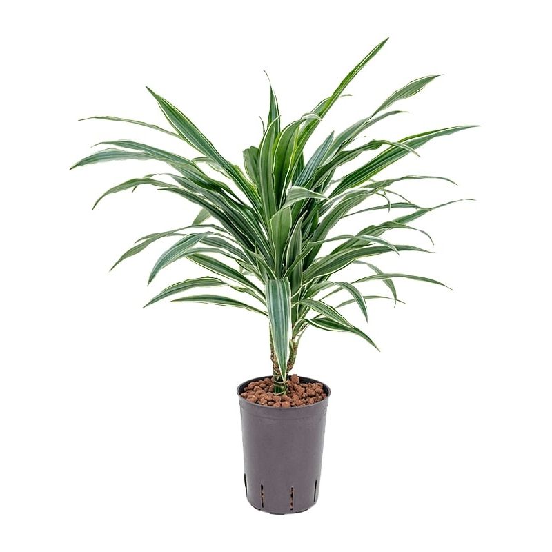 Dracaena Warneckei