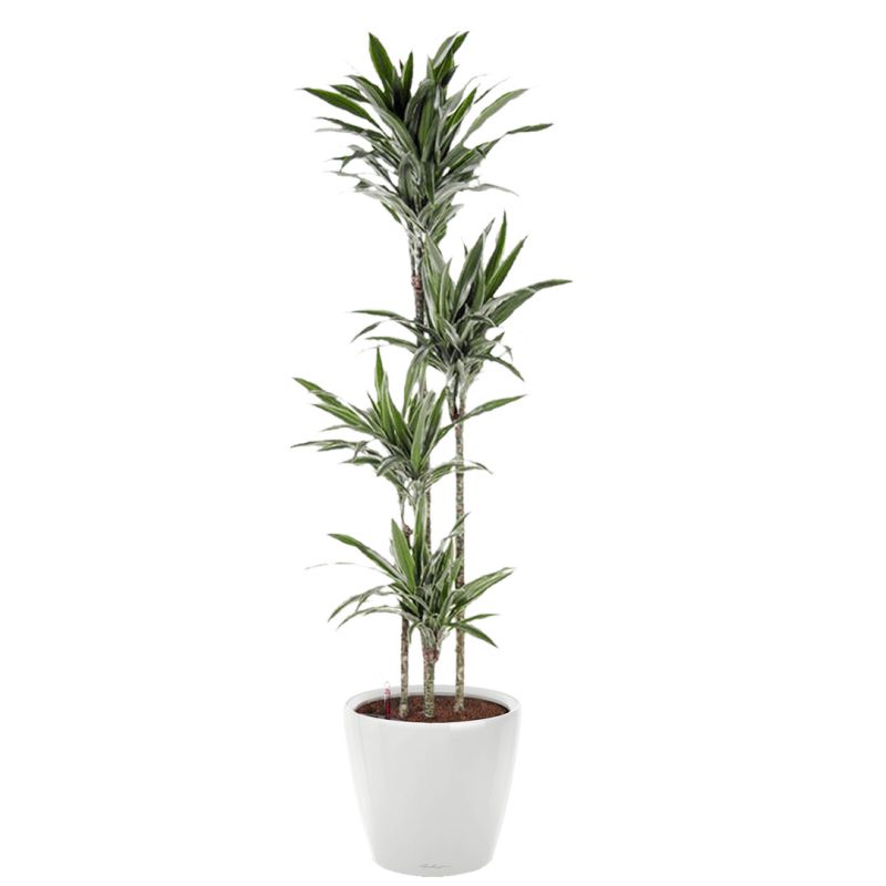 Dracaena Warneckei in watergevende Classico wit