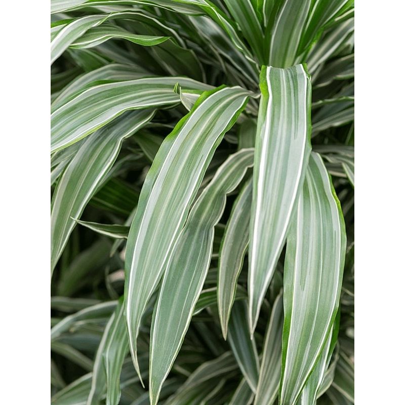 Dracaena Deremensis Warneckei