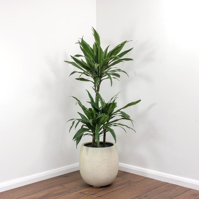 Dracaena Dorado 2-stam