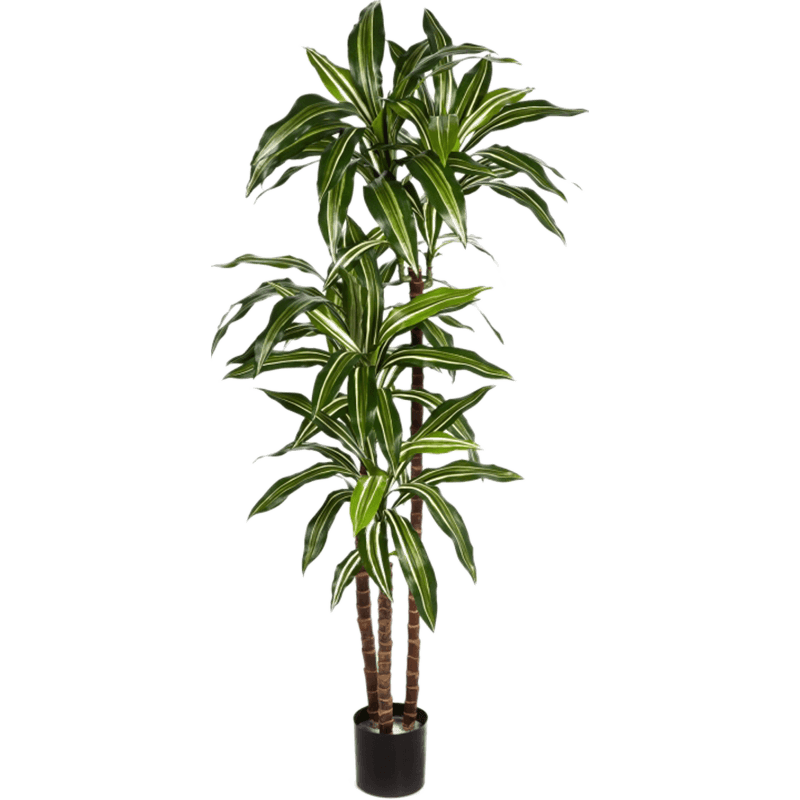 Dracaena Fragrans Green-White - kunstplant