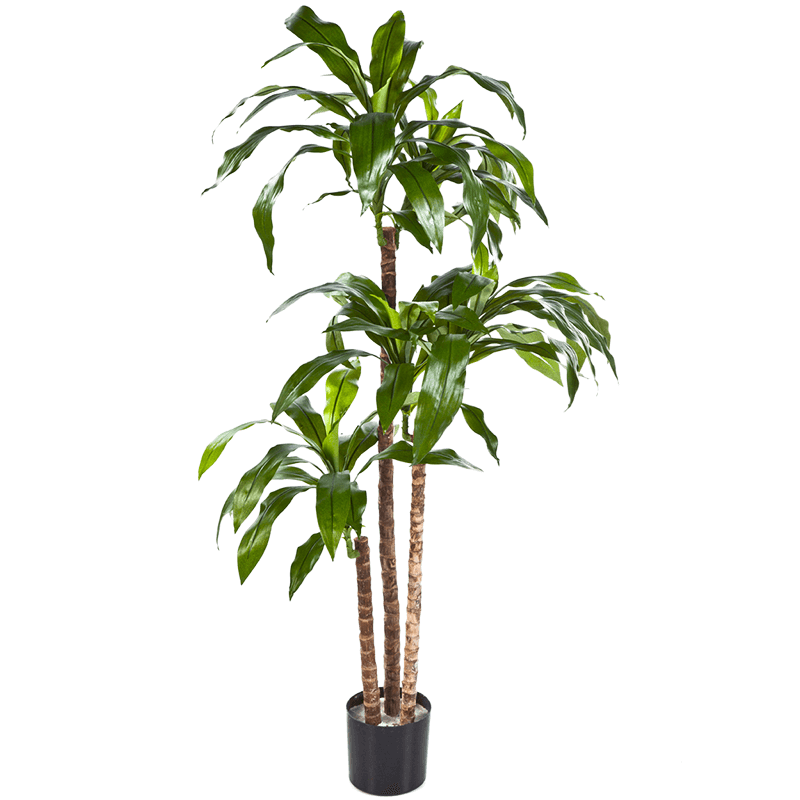 Dracaena Fragrans Steud Green - kunstplant