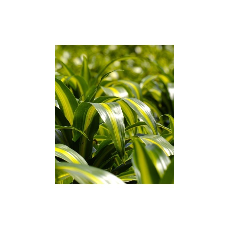 Dracaena Hawaiian Sunshine 4-stam